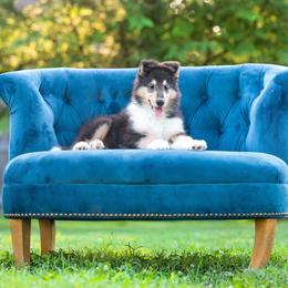 Collie Puppies from Fianna Collies