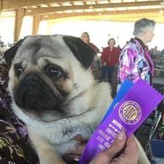 Pugs from Chiquola