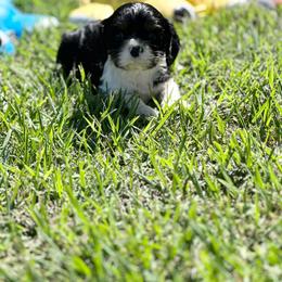 Lil Casper - Tri-color male Cavalier King Charles Spaniel puppy in Broken Arrow, Oklahoma from Cavalier King Charles Heartland