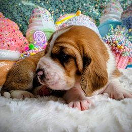 Elizabeth - Brown and white female Basset Hound puppy in Big Rapids, Michigan from Basket Hound Bassets