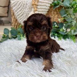 Cookie - Chocolate female Havapoo puppy in Dothan, Alabama from Snickerdoodles