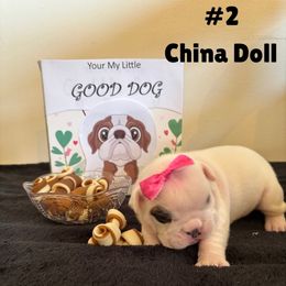 China Doll - White female Bulldog puppy in Tremonton, Utah from Snuggle Pups