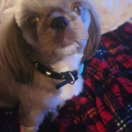 Shih Tzus from Benjis Babies