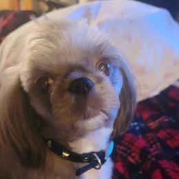Shih Tzus from Benjis Babies
