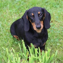 Dachshund All Grown Up from Dreamin Dachshunds