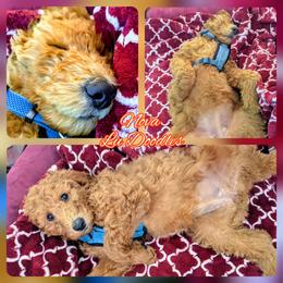 Goldendoodle Puppies from Lu Doodles