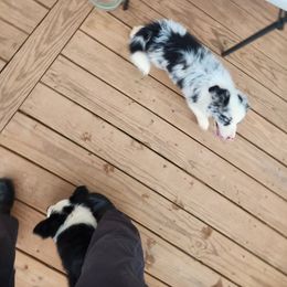 Border Collie Puppies from Gail Hutchinson's Border Collies