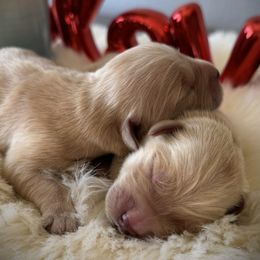 First Pick - Golden male Golden Retriever puppy in Mc Arthur, California from California Golden Love