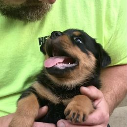 Rottweiler Puppies from Alpha Co. Rottweilers