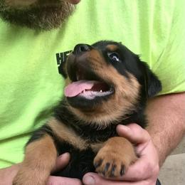 Rottweiler Puppies from Alpha Co. Rottweilers