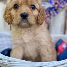 Cavapoo, Poodle, and Whoodle Puppies from Perfect Pawzabilities