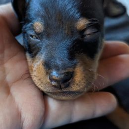 Irish Water Spaniel and Manchester Terrier Puppies from Coltsfoot Farm