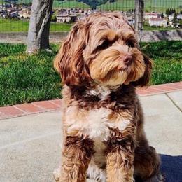 Isabelle - Australian Labradoodle