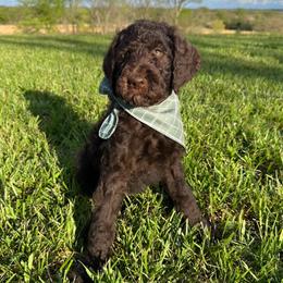 Scooby - Chocolate male Goldendoodle puppy in Osage City, Kansas from Golden Ridge Goldens