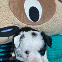 Mesa - Black tri female Toy Australian Shepherd puppy in Needham, Indiana from Tiny Toy Aussies