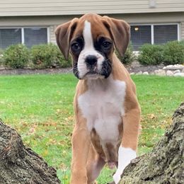 Boxers from Diamond Lane Boxers