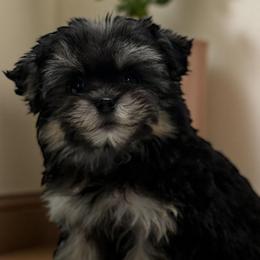 Bach - Black & tan male Maltipoo puppy in Lebanon, Kentucky from Mosaic Merle Doodles