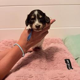 Hershey blue - Piebald female Dachshund puppy in Stockton, California from Dairy Creek Dachshunds