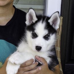 Saint - Black and white male Siberian Husky puppy in Graham, North Carolina from Ivie Huskies