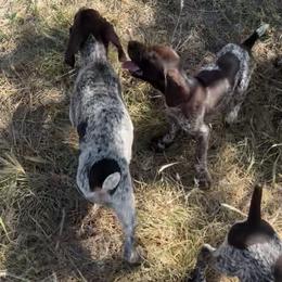 Klara - Liver and white female German Shorthaired Pointer puppy in Stephenville, Texas from VOM BOSQUE RIVER DEUTSCH KURZHAAR and FOREST RIVER LLEWELLINS