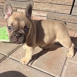 Boy 4 - Fawn male French Bulldog puppy in Grand Junction, Colorado from Elisabeth's Frenchies