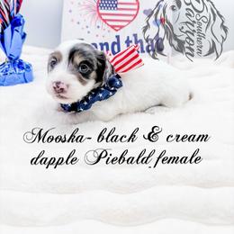 Mooska - Dapple female Dachshund puppy in Prairieville, Louisiana from Southern Barron Danes & Dachshunds