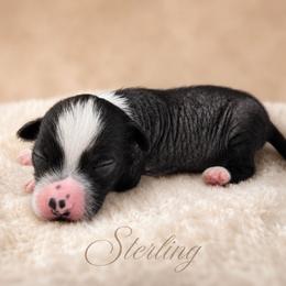 Sterling - Black and white male Chinese Crested puppy in Ocala, Florida from Crestie Charm Cottage