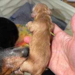 Mochi - Red male Dachshund puppy in Erie, Michigan from Champagne’s Grinch Toe’d Dachshunds