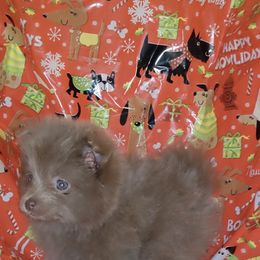 Pomeranian Puppies from Chinita's Pom Poms