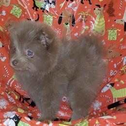 Pomeranian Puppies from Chinita's Pom Poms