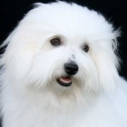 Cotons de Tulear from Daydreaming Cotons