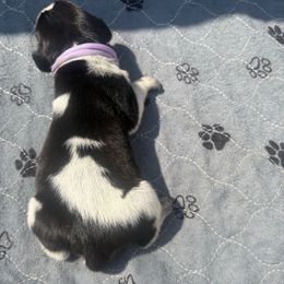 Lacey - Blue ticked and tan female Bluetick Coonhound puppy in Mount Pleasant, Texas from Harmons Hounds