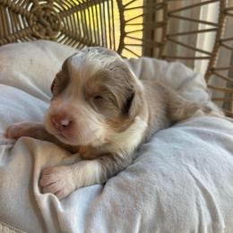 Everett - Red merle male Australian Shepherd puppy in Grants Pass, Oregon from Carmel Mountain Aussies