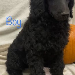 Poodle Puppies from Marion Standard Poodles