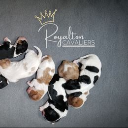 Cavalier King Charles Spaniel Puppies from Royalton Cavaliers