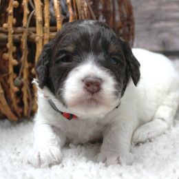 Rupert red collar - Chocolate male Australian Labradoodle puppy in Provo, Utah from EllsWORTH Labradoodles LLC