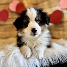 Rocky - Black tri male Miniature American Shepherd puppy in Ash Grove, Missouri from 3 Barrels Farms, LLC