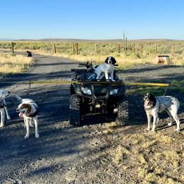 English Setter Puppies from Steens Mountain Setters