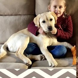 "Remmy" Labrador Retriever Puppies from Carvins Cove English Labradors