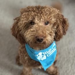 Rusty - Goldendoodle