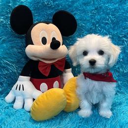 Baby Gabriel - White male Maltese puppy in Taft, Tennessee from Knight Pups