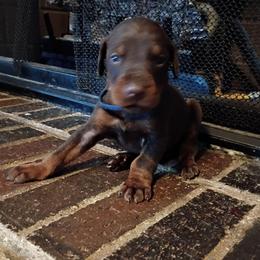 Navy blue Red boy number five - Black and rust male Doberman Pinscher puppy in Antioch, Tennessee from Aiba Doberman's