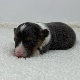 Lyra (fluffy bluie) - Black and tan female American Corgi puppy in Waco, Texas from The Comma Corgis