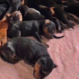 AKC Registered Full European Doberman Pinschers - Black and rust male Doberman Pinscher puppy in Fort Lauderdale, Florida from Lakewood European Dobermann Kennel