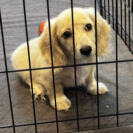Boy 3 - Cream male Dachshund puppy in Collinston, Utah from RSP Mini Doxies