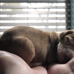Goldendoodle Puppies from Penny Doodles