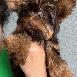 Zeus - Chocolate, tan and white male Yorkshire Terrier puppy in Cape Coral, Florida from Katherine’s Yorkies and Poodles