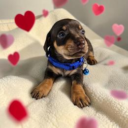 Toby - Chocolate and tan male Dachshund puppy in Alvin, Texas from Cosson's Dachshunds of Alvin