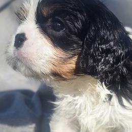 Cavalier King Charles Spaniel and Gordon Setter Puppies from Gleannfae Gordon Setters & Cavalier King Charkes Spaniels