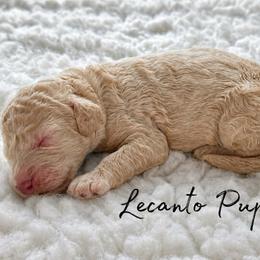 Liam - Brindle male Poodle puppy in Lecanto, Florida from Lecanto Puppy